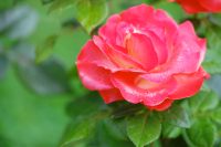 Hybrid tea rose