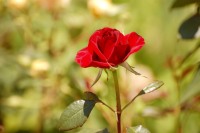 Rose (Rosa)