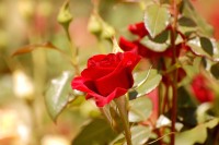 Rose (Rosa)