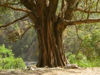 Bengal fig, Indian Banyan (Ficus benghalensis)