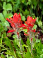 Indian paintbrush (Castilleja miniata)