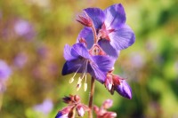 Jacob's Ladder or Greek valerian (Polemonium caeruleum)