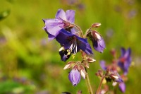 Jacob's Ladder or Greek valerian (Polemonium caeruleum)