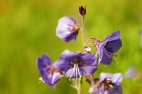 Jacob's Ladder or Greek valerian (Polemonium caeruleum)