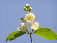 Sweet Mock-orange, English Dogwood (Philadelphus coronarius)