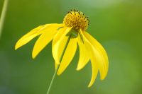 Tupinambo (Helianthus tuberosus)