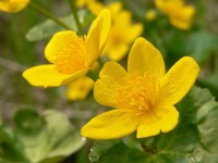 Kingcup (Caltha palustris)