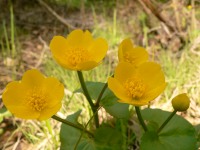 Kingcup (Caltha palustris)