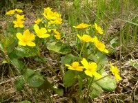 Kingcup (Caltha palustris)