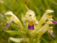 Large-flowered Hemp-nettle (Galeopsis speciosa)
