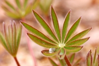 Large-leaved Lupine, Big-leaved Lupine (Lupinus polyphyllus)