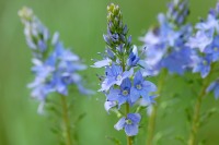 Large Speedwell (Veronica teucrium)