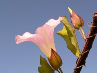 Larger Bindweed, Hedge Bindweed (Calystegia sepium)