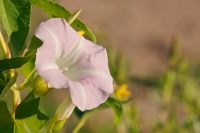 Larger Bindweed, Hedge Bindweed (Calystegia sepium)