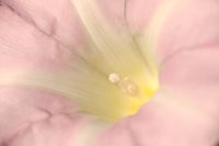 Larger Bindweed, Hedge Bindweed (Calystegia sepium)