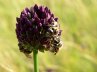 Sand leek, Rocambole (Allium scorodoprasum)