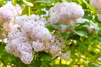 Common lilac (Syringa vulgaris)