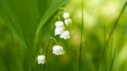 Lily-of-the-valley (Convallaria majalis)