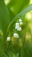 Lily-of-the-valley (Convallaria majalis)