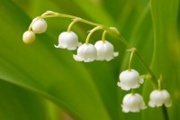 Lily-of-the-valley (Convallaria majalis)