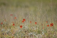 Long-headed Poppy (Papaver dubium)