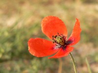 Long-headed Poppy (Papaver dubium)