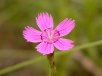 Maiden Pink (Dianthus deltoides)