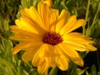 Corona de rey, caléndula (Calendula officinalis)