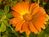 Corona de rey, caléndula (Calendula officinalis)