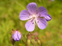 Meadow Geranium (Geranium pratense)