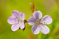 Meadow Geranium (Geranium pratense)