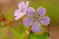 Meadow Geranium (Geranium pratense)