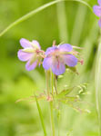 Meadow Geranium (Geranium pratense)
