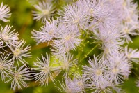 Greater Meadow Rue (Thalictrum aquilegifolium)