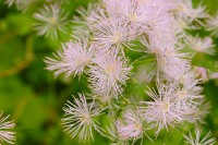 Greater Meadow Rue (Thalictrum aquilegifolium)