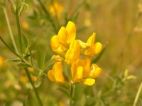 Meadow Vetchling (Lathyrus pratensis)