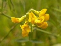 Meadow Vetchling (Lathyrus pratensis)