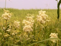 Meadowsweet (Filipendula ulmaria)