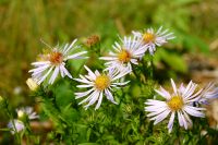 Aster amellus