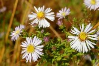 Aster amellus