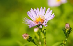 Aster amellus