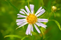 Aster amellus