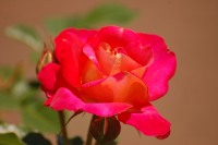 Rose (Rosa)