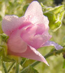 Morning Mallow