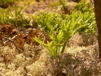 Northern Running-pine (Diphasiastrum complanatum)