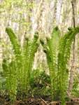 Ostrich Fern (Matteuccia struthiopteris)
