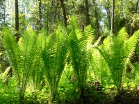 Ostrich Fern (Matteuccia struthiopteris)