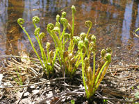 Ostrich Fern (Matteuccia struthiopteris)