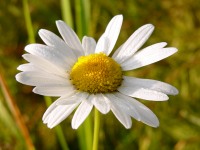 Margarita (Leucanthemum vulgare)