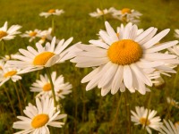 Margarita (Leucanthemum vulgare)